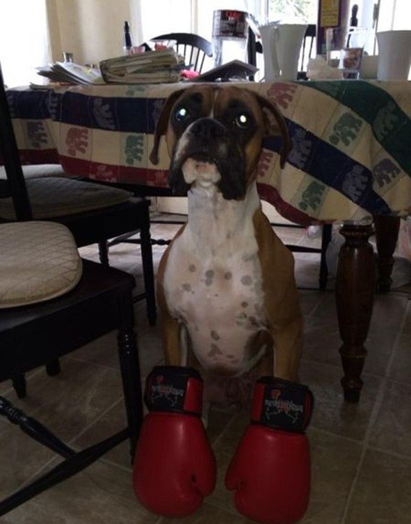 Cún học boxing.